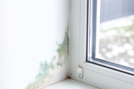 Slope near the window fungus moisture. Selective focus. Slope near the window fungus moisture. Selective focus. Home.